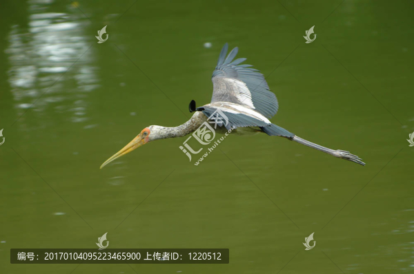 飛翔的白鷺