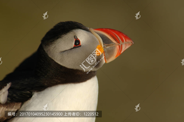 是一只輪廓