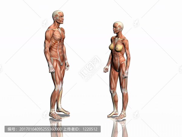 男人與女人的解剖。
