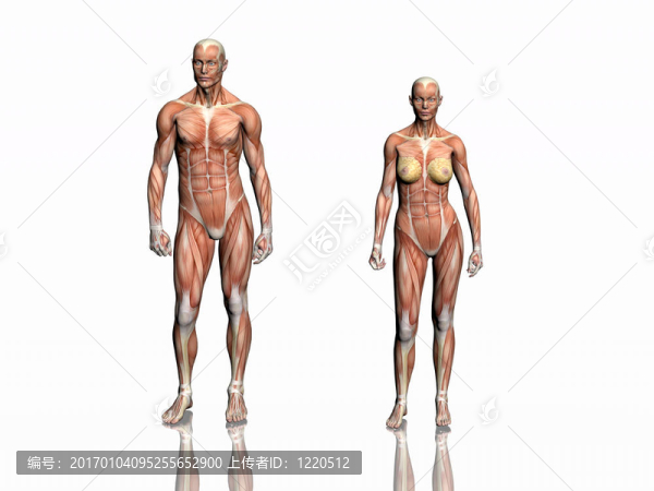 男人與女人的解剖。