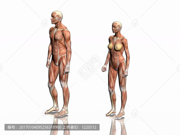 男人與女人的解剖。