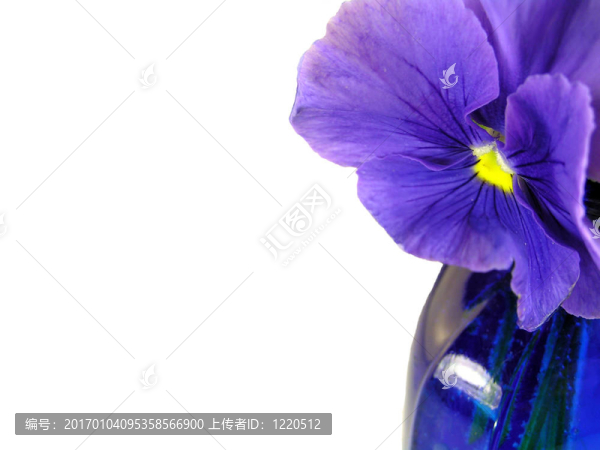 花焦點(diǎn)