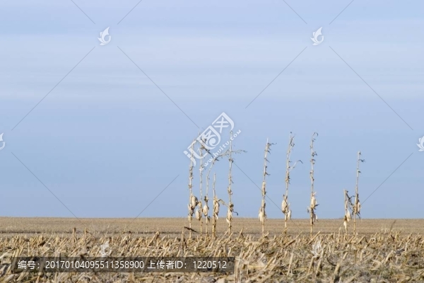 玉米秸稈