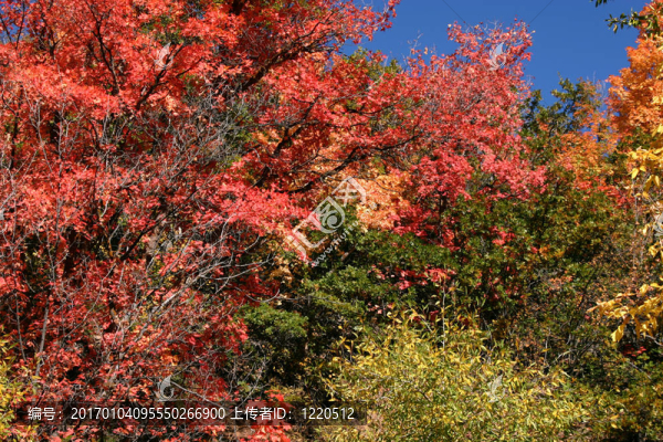 紅色綠色