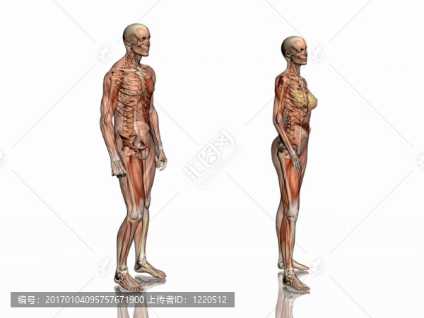 解剖；透明的肌肉與骨骼。