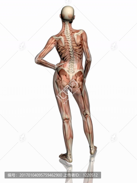 解剖；透明的肌肉與骨骼。