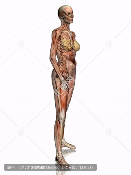 解剖；透明的肌肉與骨骼。