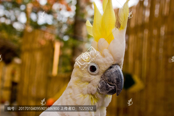 鳳頭鸚鵡