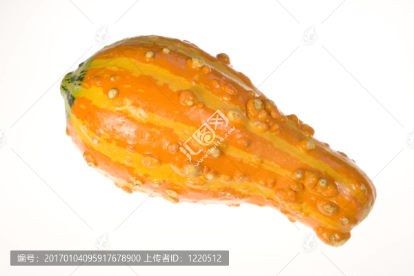 觀賞南瓜12