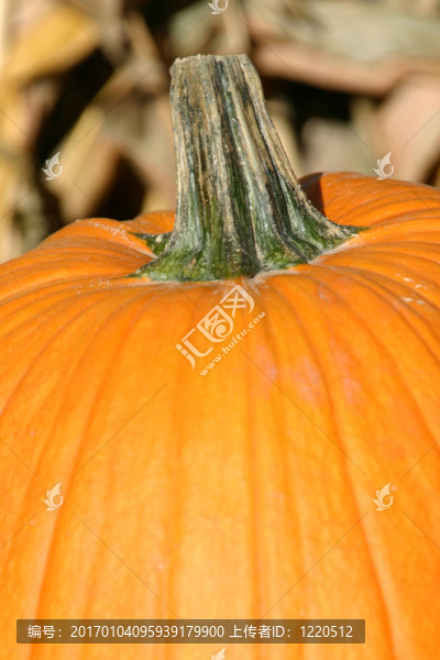 接近Pumpkin