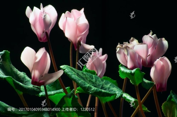仙客來(lái)