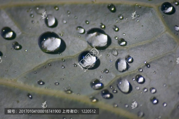 葉子上的水滴