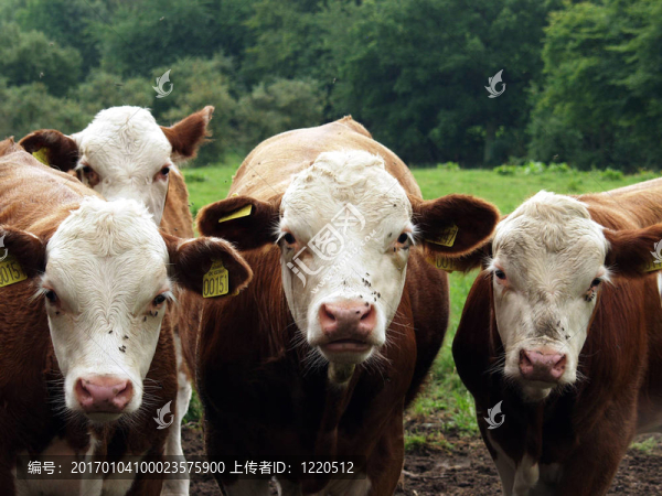 cows03