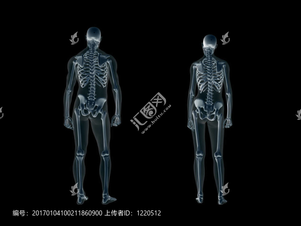 X射線；人體的X射線；男人和女人。