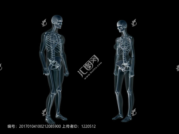 X射線；人體的X射線；男人和女人。