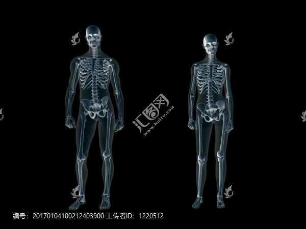 X射線；人體的男人和女人的X射線。