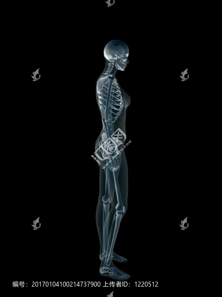 X射線；X射線的人類女性身體。