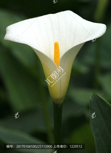 鮮花-百合花