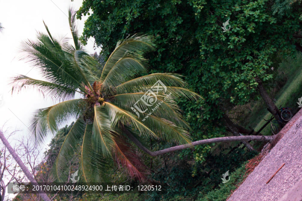 棕櫚樹1