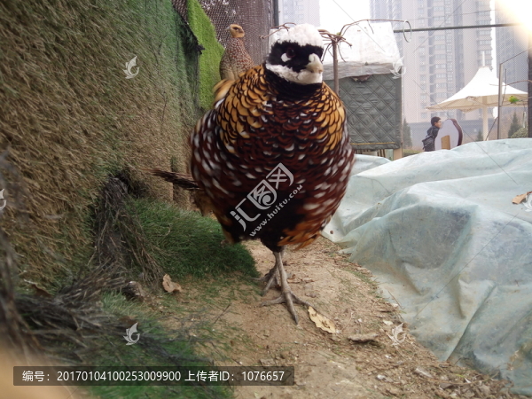 七彩雉雞