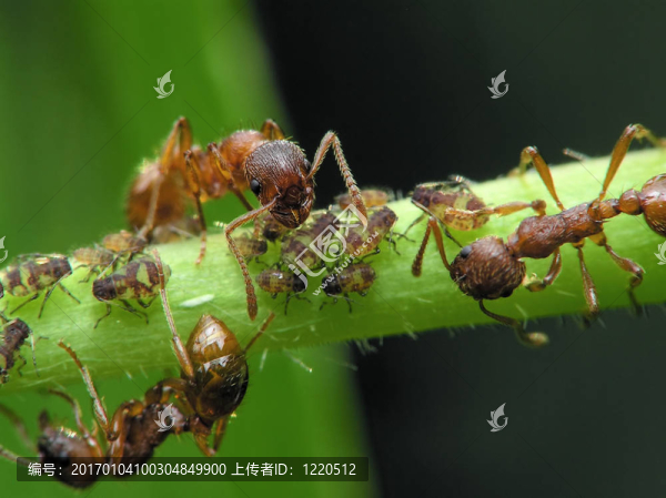螞蟻-匯圖網(wǎng) www.fosd68.com 螞蟻