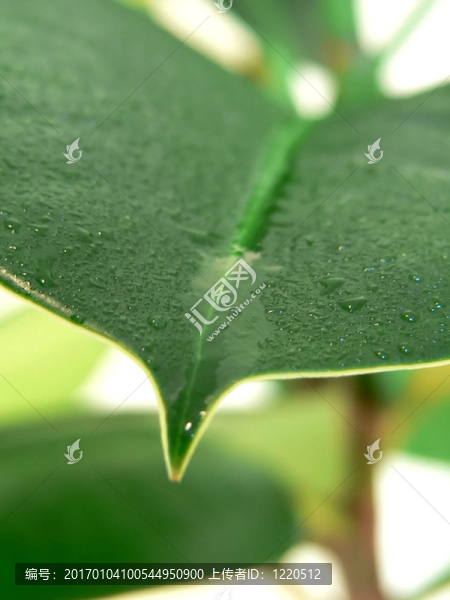 家里的植物