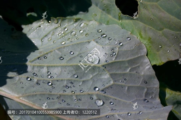葉子上的水滴