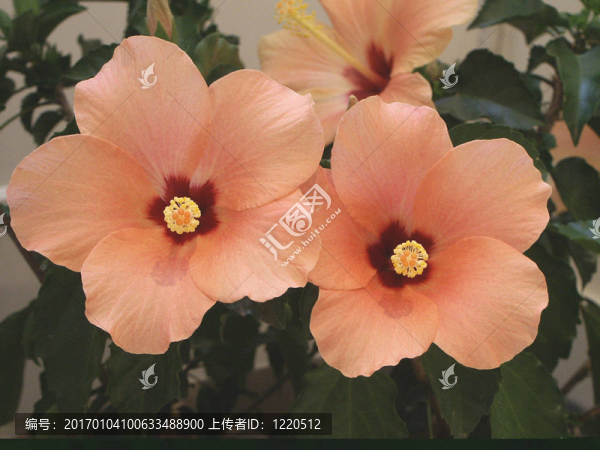 芙蓉花