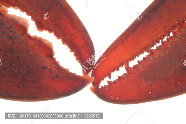 龍蝦