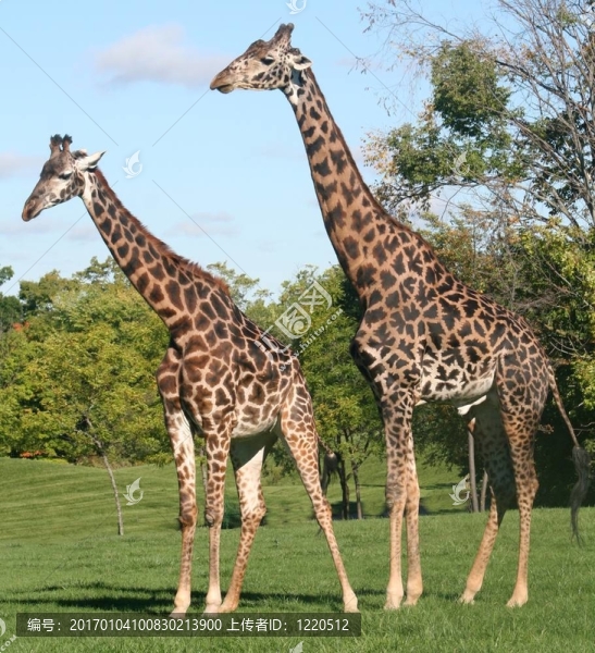 對長頸鹿-匯圖網(wǎng) www.fosd68.com 對長頸鹿