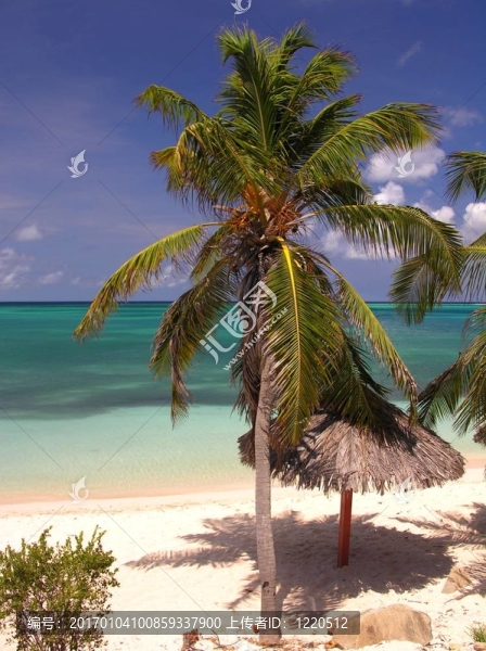 可可海灘-匯圖網(wǎng) www.fosd68.com 可可海灘