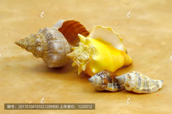 貝殼