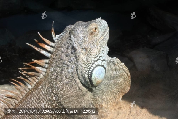 鬣蜥