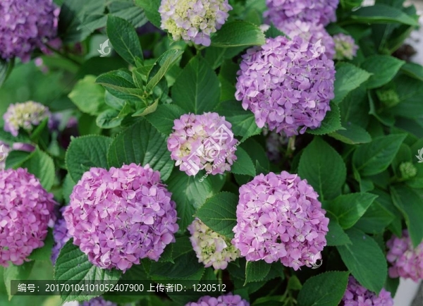 野生花卉