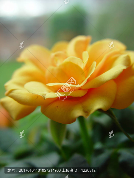 花的肖像