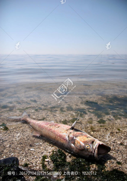 死魚