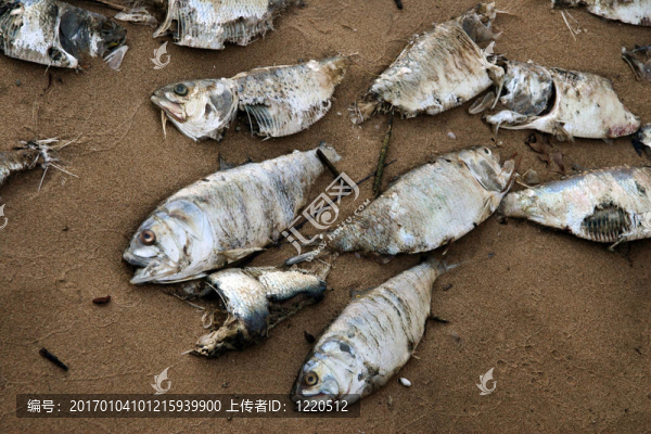 死魚