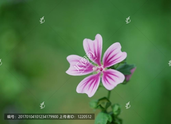 野生花卉