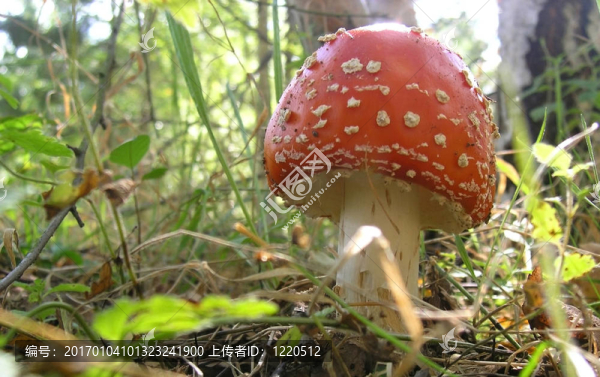 羊肚菌