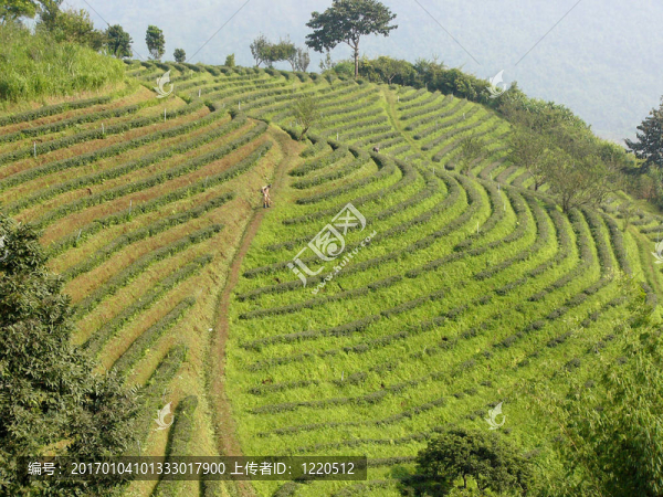 泰國茶園