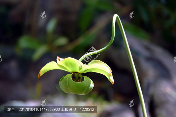 豬籠草