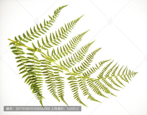 蕨類植物的葉子上的白色