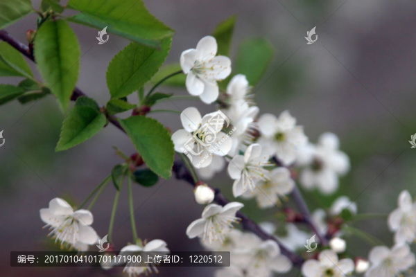 櫻桃樹開花