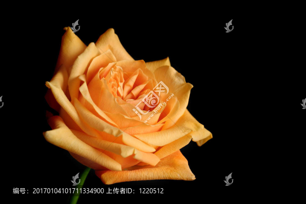 桃色玫瑰