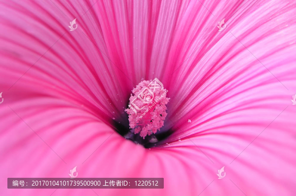 粉紅色的花