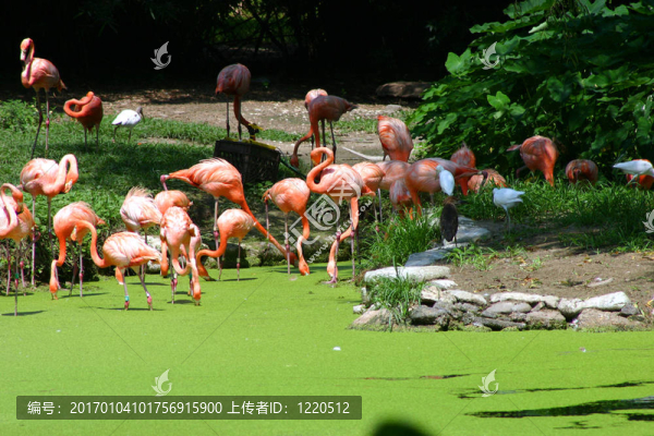 火烈鳥
