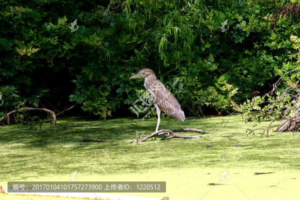 蒼鷺