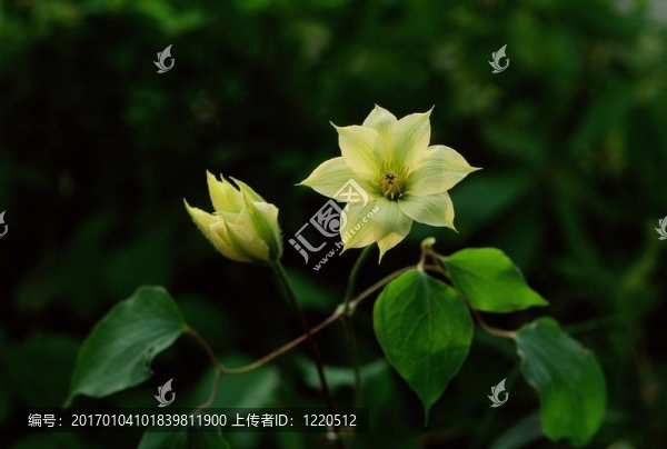 野生花卉