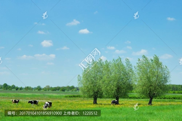 夏天的風景