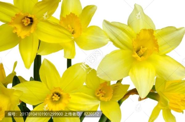 水仙花
